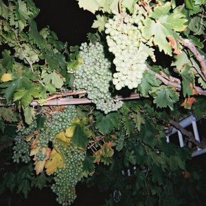 中国美女A级片视大全部
